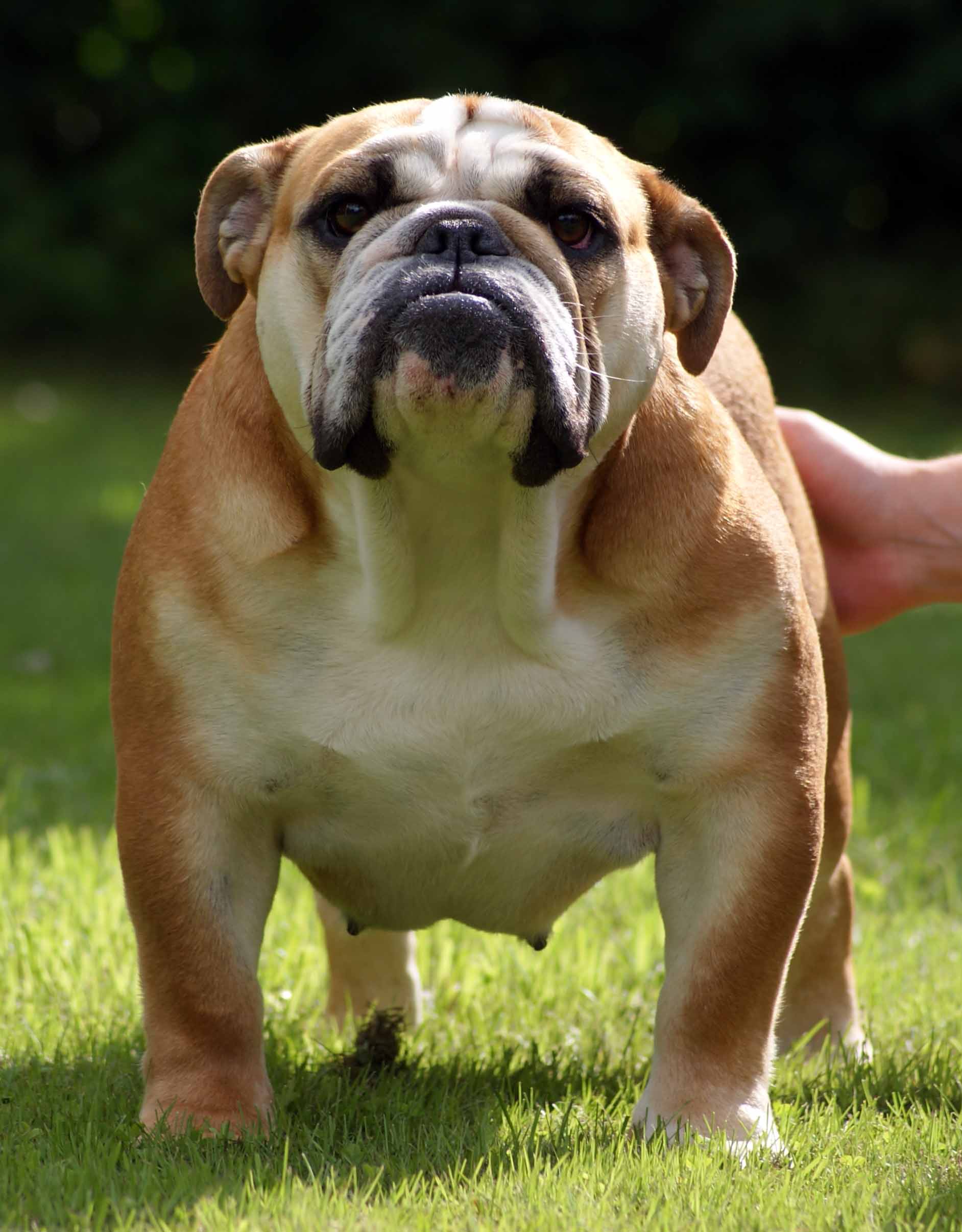 English bulldog pedigree database