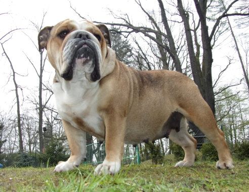 English bulldog pedigree database